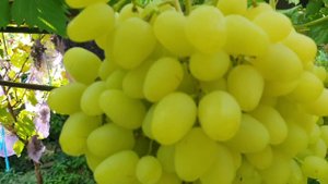 Ландыш и кишмиш Лучистый,на 24.08.23.обзор с участка в г. Бахчисарай