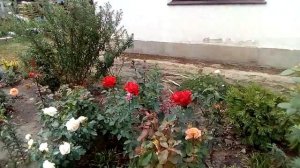 Розы, гибискус, гортензия, в саду.