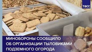 Минобороны сообщило об организации тыловиками подземного огорода