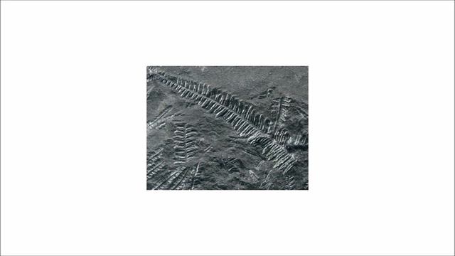 Anthurus d'Archer - Fossile (32) смотреть онлайн