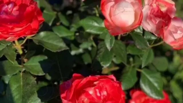 Роза Ностальжи.