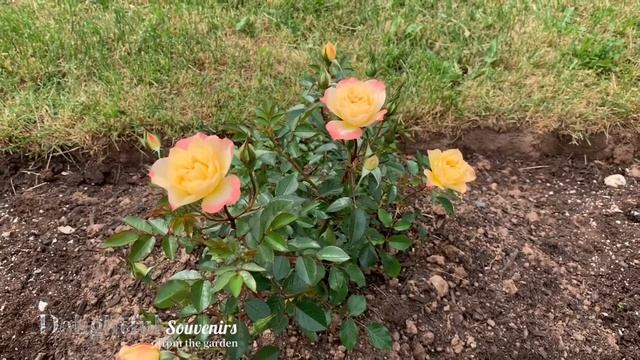 Italian Ice Rose | 2021 Rose of the Year (Rosa; Shrub) смотреть онлайн