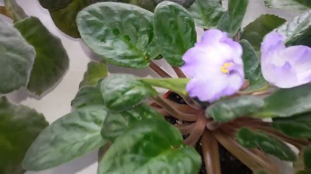 Фиалки 3. смотреть онлайн