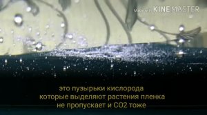 Пленка на поверхности воды аквариума / Film on the aquarium water surface