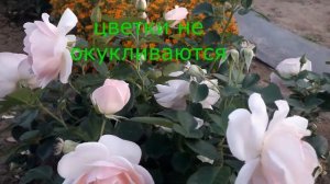 Всем такую розочку. АСТРИД ЛИНДГРЕН. Датская красавица.