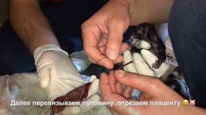 МЕЙН КУН - Роды кошки мейн-куна.Пошаговая инструкция.Роды у кошек.Birth of cats.Mainecoon.МЕЙНКУН.