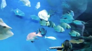 Зоопарк в Новосибирске, океанариум, акулы, мурена, нерпа, акула молот.