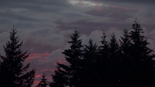 Swallows & Swifts After Sunset. Ласточки и стрижи после заката (2382sp) смотреть онлайн