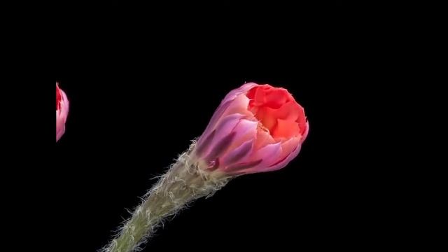 КАК ЦВЕТУТ КАКТУСЫ. Красивое зрелище!!!