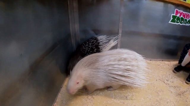 ЗООПАРК! Леонид и Животные! смотреть онлайн