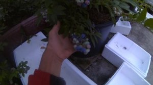Голубика сорт Денис Блю . Урожайность и краткое описание сорта .