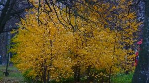 Ноябрьские краски, Тихо ложится Осень листьями на пути..., Муром, Осень 2020, November colors, Muro