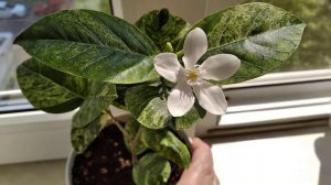 Холларена Райтия. Wrightia antidysenterica.