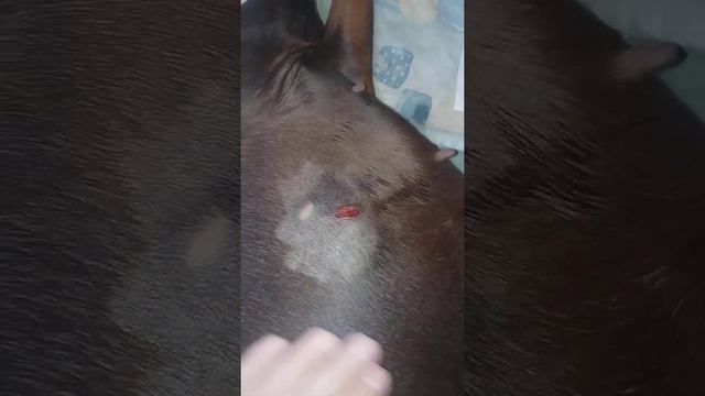 Последствия укуса.doberman.доберман.что делать.