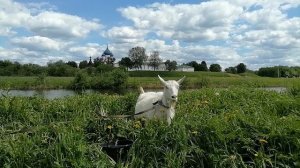 Только в Суздале видела коз, коров и лошадей на фоне кремля