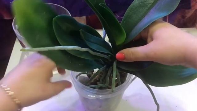 Пересаживаю орхидею Шоколад!Фаленопсис шоколад. смотреть онлайн