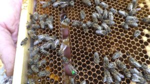 ПЛЕМЕННАЯ МАТКА КАРНИКА линии ТРОЙЗЕК