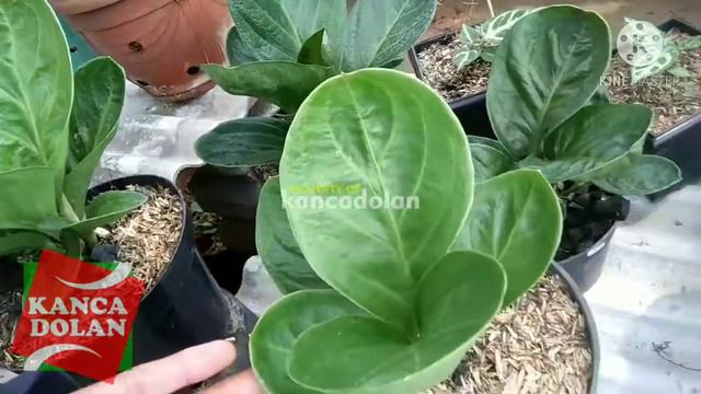 Tanaman Hias Anthurium Jemani Mangkok смотреть онлайн