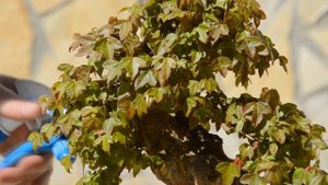 Бонсай из клена - удобрение, полив, советы и уход за ним