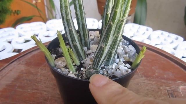 #Suculentadodia! | Senecio ou Kleinia Stapeliiformis Gregorii смотреть онлайн