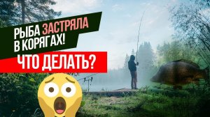 КАК ИЗБАВИТЬСЯ ОТ ЗАЦЕПА? ➰ Что делать если РЫБА или СНАСТЬ ЗАСТРЯЛА в КОРЯГАХ? Школа карпфишинга!