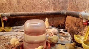 Поилка для суточных перепелят. Лайвхак чтоб не тонули перепелята