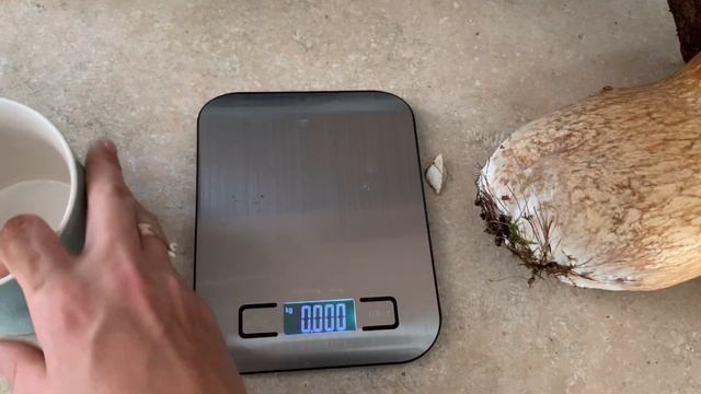 Гигант гриб , белый или подберезовик или подосиновик ? смотреть онлайн