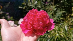 Peony " Asa Gray " ( Paeonia lactiflora ) - or is it? Doubts on identification of this peony