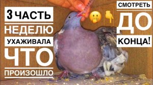 Последнее видео РАЗДРОБЛЕННОЕ КРЫЛО — Как СМЕРТНЫЙ ПРИГОВОР