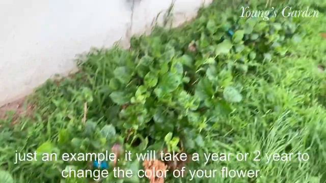 The secret to get multiple full BLOOMS hydrangeas. DIY, just few things you need to know. смотреть онлайн