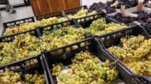 Птички клюют виноград в ЕВРООПТЕ! Так должно быть? Они живут в магазине