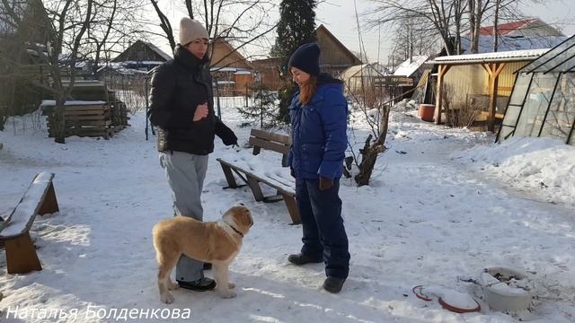 Дрессировка щенка алабая.