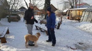 Дрессировка щенка алабая.
