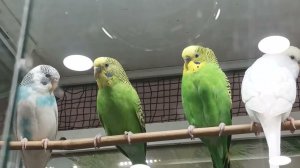 Parrots, ,попугаи,поговорим