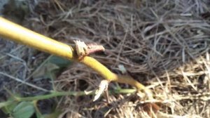 Ежевика Небеса могут подождать, эксперимент,зимовка без пригибания побегов,первогодкав