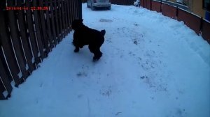 Тест №31. Русский черный терьер. Полное видео.