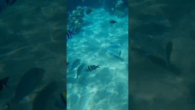 Подводный мир Наама-Бей у Fayrouz resort 4*аnd Sharm dreams resort 5* смотреть онлайн