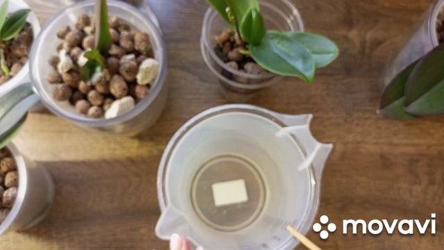 22.11.2022г. ОРХИДЕЯ И ЛИМОН!!! ПОЛЬЗА или ВРЕД!!! смотреть онлайн