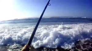 Shad on Strike pro koffana 175f.