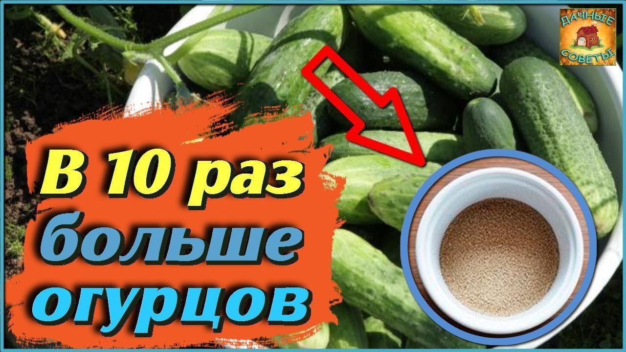 Полейте этим всходы огурцов. Простой способ увеличить урожайность огурцов в 10 раз. Дачные советы