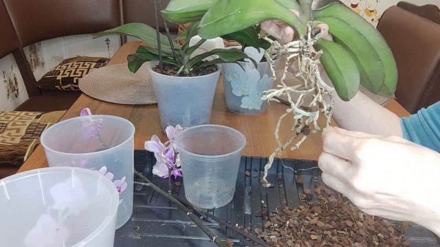 Сухие вялые корни у Орхидеи. Реанимация сухой корневой системы.Как избавиться от трипсов на орхидеи смотреть онлайн