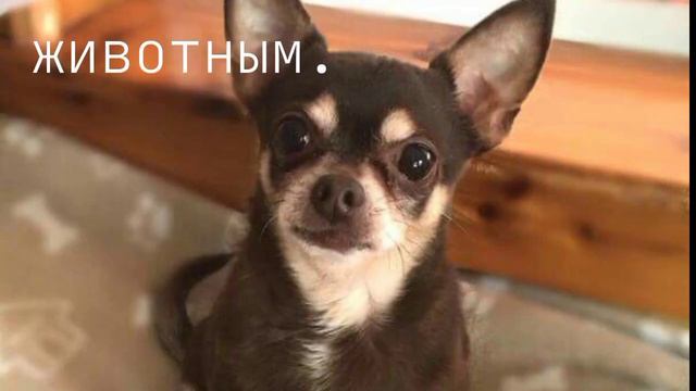 если бы я была...#рекомендации #картинки #факты смотреть онлайн