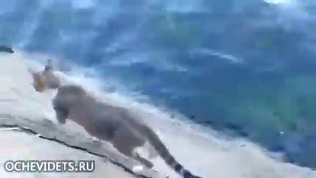 Видео взорвала вес Ютуб ! Смотреть супер прикол ! Лащевский смотреть онлайн