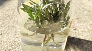 Kako razmnožiti i uzgajati lavandu iz reznica