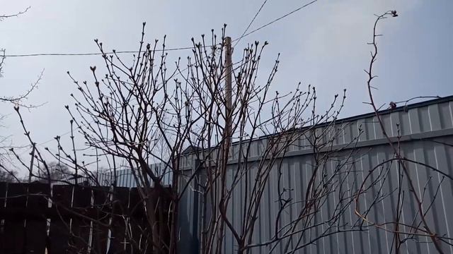 Сирень после весенней обрезки. Видео 2 смотреть онлайн