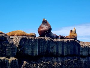 Сивучи на расстоянии вытянутой руки в Невельске (остров Сахалин)