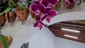 Phalaenopsis Elegant Débora