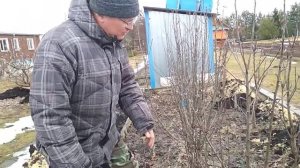 Зимостойкость колоновидных яблонь в зиму 16-17г