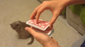 Как навязать карту зрителю ?