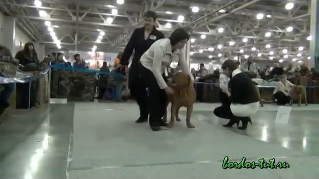 26 марта 2011 года Евразия 1 ринг бордоского дога.mp4 смотреть онлайн